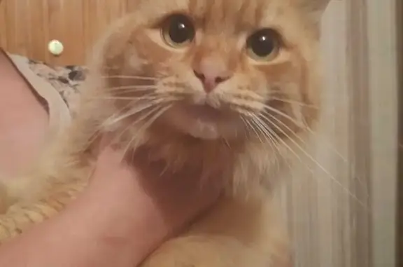 Найдена кошка, , фото: Найден ласковый рыжий кот в Павловском Посаде