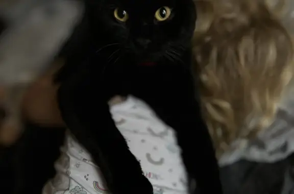 Пропал черный кот Сажик, район Первомайского, Иркутская область