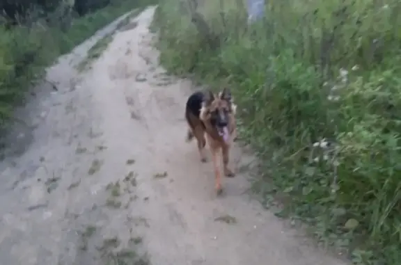 Пропала собака в Новозавидовском, Тверская область
