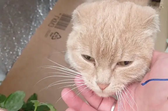 Потерянная кошка в Кирсанове, Тамбовская область