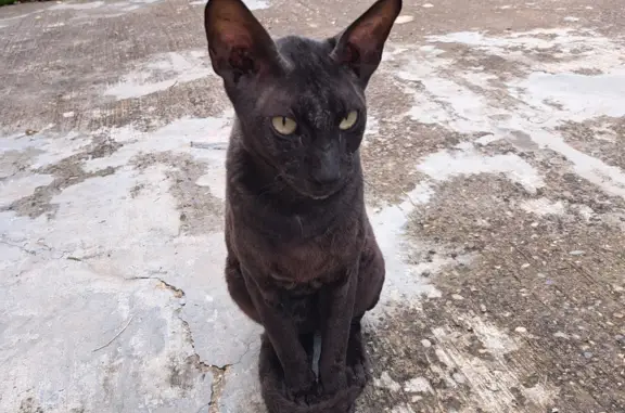 Потерянная кошка на ул. Журавлиной, Тимашевска