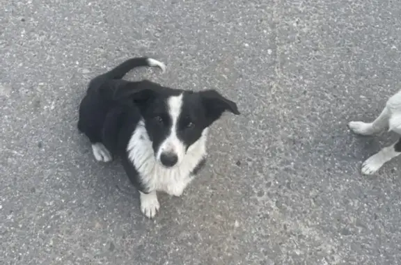 Пропала собака на ул. 3-го Интернационала, 55, Ногинск