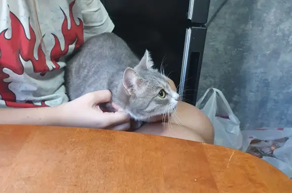 Найдена плакавшая кошка на Гражданском проспекте, СПб