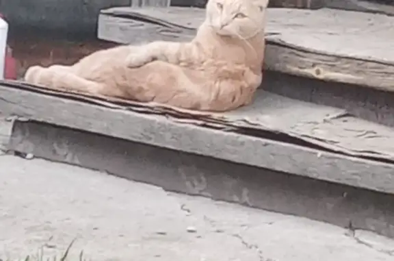 Пропала кошка Кот, Коммунстроевская ул. 208, Новосибирск