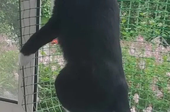 Потерянные животные Санкт-Петербург, фото: Пропала кошка на Пулковском шоссе, 9 к1, СПб