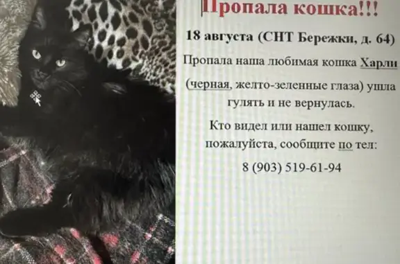 Пропала черная пушистая кошка в Московской области