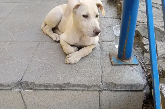 Найдена собака Щенок на ул. Рахова, 42, Саратов