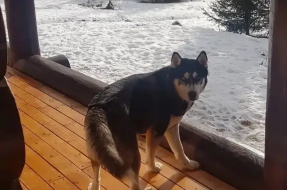 Объявления о пропавших и найденных животных, Перемилово, фото: Пропала собака хаски в Вологодской области