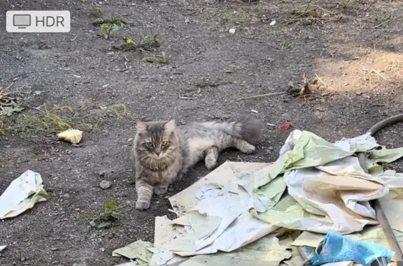 Пропала кошка: ул. Лагоды, 20, Магнитогорск