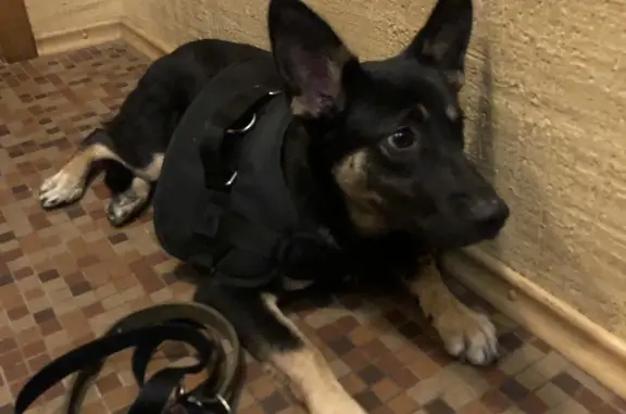 Найдена собака, Санкт-Петербург, фото: Собака найдена: черный окрас, рана на лапе, Ольховая улица, СПб