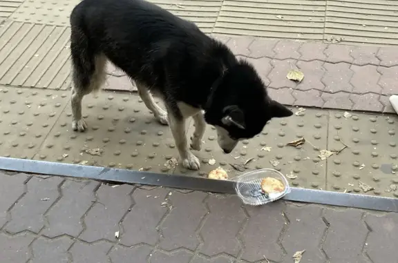 Найдена собака Хаски на ул. Ленина, Иркутск