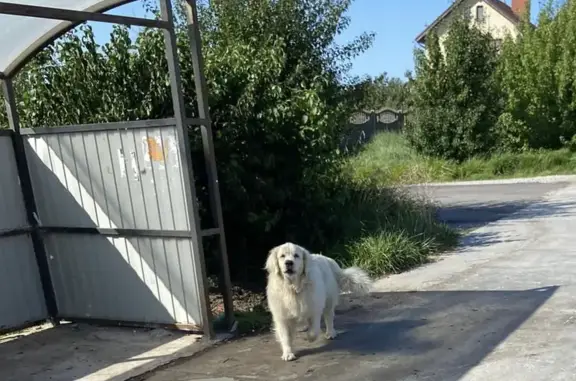 Найдена собака в Заостровье, Прибрежная ул. 5А