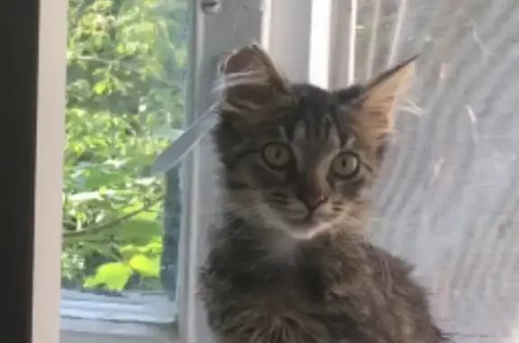 Кошки потеряшки, Москва, фото: Потеряшка кошка в Москве