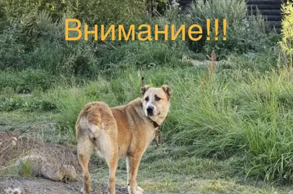 Собака с ошейником и карабином найдена в Семёнково