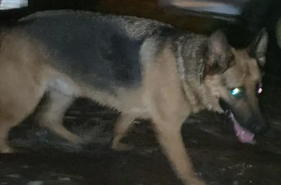 Найдена собака Овчарка около Космонавтов 13, Владивосток