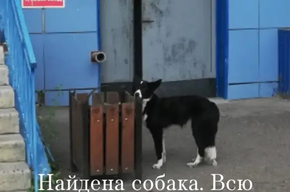 Найдена собака черно-белого окраса у 2-го подъезда на ул. Академика Киренского, 2И, Красноярск