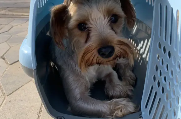 Найдена собака, Санкт-Петербург, фото: Найден Йоркширский терьер на ул. Замшина, СПб