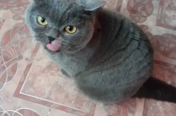 Кошки потеряшки, Новосибирск, фото: Потеряшка кошка Милка на Абаканской 16а, Новосибирск