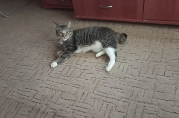Пропал кот с улицы Толбухина, 35, Новосибирск