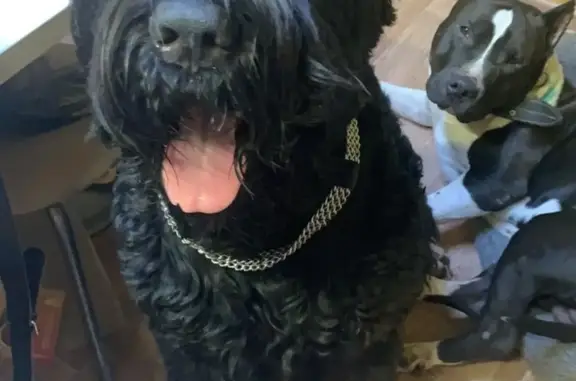 Собаки потеряшки, Москва, фото: Потеряшка чёрный Терьер Культ, Мешково, Москва