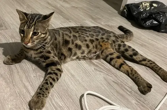 Кошки потеряшки, Митяево, фото: Потеряшка стерилизованная кошка, окрас - леопардовый
