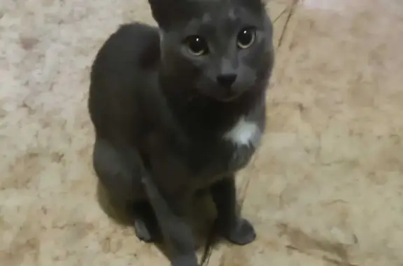 Найден молодой котик в Митино, Москва