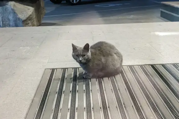Найдена ласковая кошка в Улан-Удэ, Бурятия