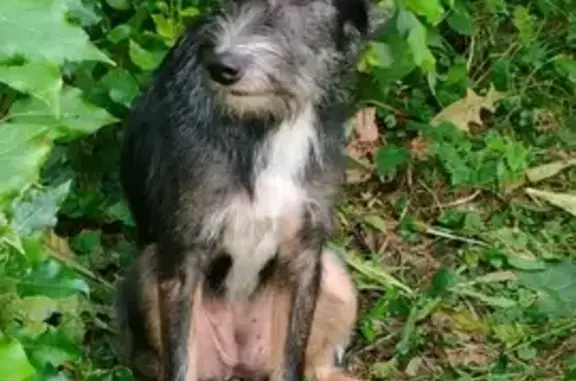 Найдена собака, Санкт-Петербург, фото: Собака найдена на Кубинской улице, СПб