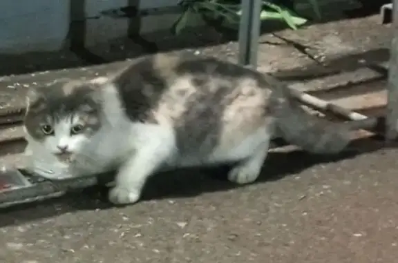 В трамвайное депо на ул. Марата, Ижевск, найдена вислоухая трехцветная кошка