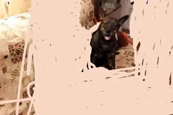 Собака на остановке: Метис французского бульдога, Мытищи