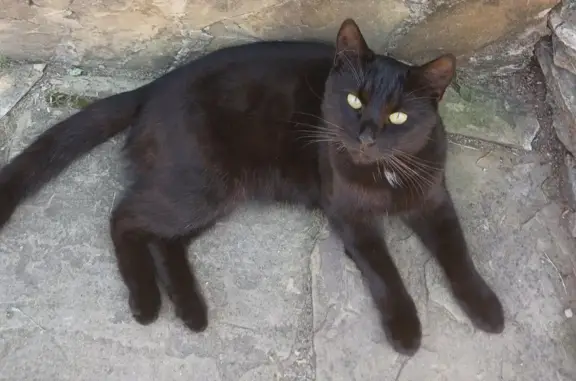 Пропала кошка мальчик, чёрный с немного белым, ул. Ленина, 107А