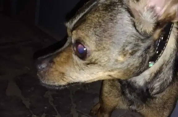 Собака найдена на Ленинском проспекте, 20А, Йошкар-Ола