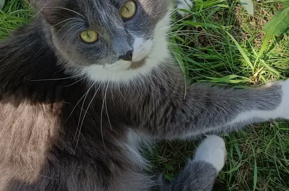 Кошки потеряшки, Москва, фото: Потеряшка кошка, Ореховый бульвар, 51, Москва