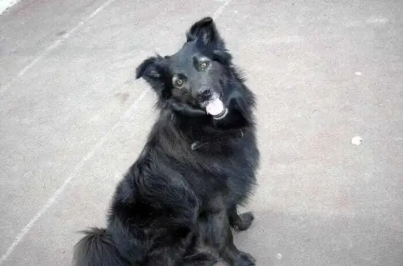 Собаки потеряшки, Москва, фото: Потеряшка собака в Москве, Таллинская ул. (дублёр), 7