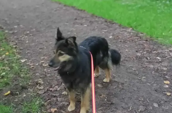 Собаки потеряшки, Москва, фото: Потеряшка собака Ириска, ул. Чертановская 66 к.5, Москва