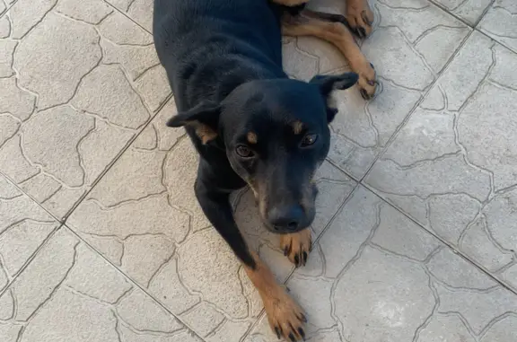 Найдена собака в Мирновском поселении, Крым