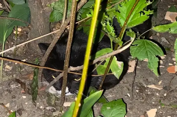 Найдена кошка в Балашихе, ул. Твардовского, 44