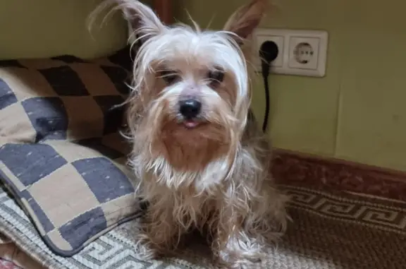 Найденные животные Москва, фото: Найдена ласковая собака около метро Ботанический сад