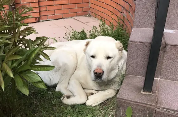 Пропала собака: белый алабай, Рыболово, Московская область