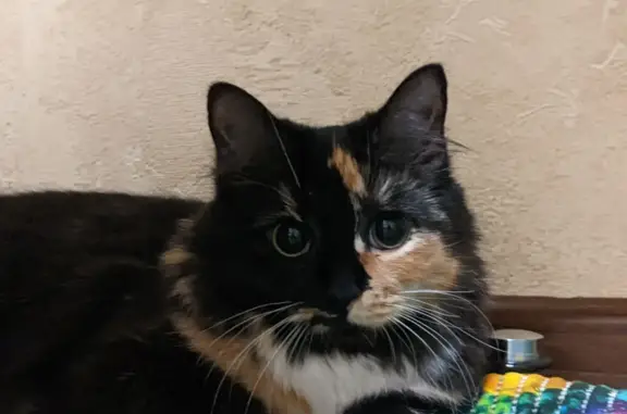 Кошки потеряшки, Москва, фото: Потеряшка трёхцветная кошка, 1-й Лихачёвский пер., 4 к2, Москва