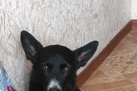 Пропала собака 4Б, Ангарск
