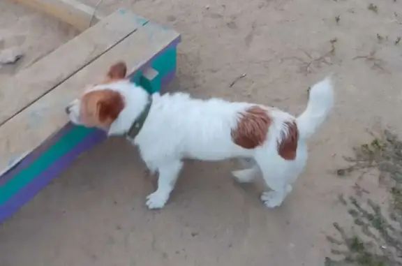 Собака найдена: белый кобель с ошейником на Кутузова 83а, Красноярск