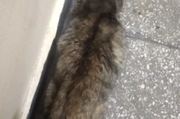 Найдена кошка возле подъезда на Загорьевском проезде, Москва