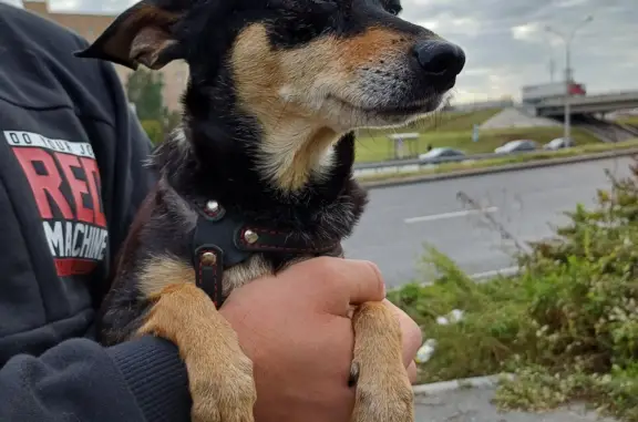 Найдена собака на ул. Репина, 15, Екатеринбург