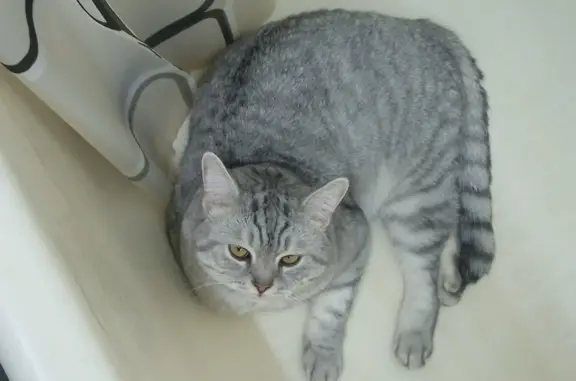 Потерянные животные Санкт-Петербург, фото: Пропала кошка Британец, пр. Ветеранов 100, СПб