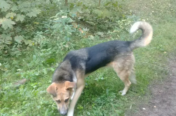 Ухоженная собака на Сосновой ул., 1 к2