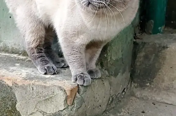 Пропала кошка Кот в Торезе, Донецкая область
