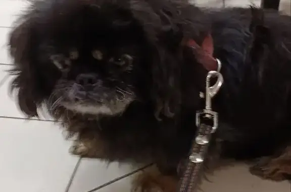 Найдена собака, Ростов-на-Дону, фото: Найден пекинес, мальчик, черный, глаз болеет - пр. Нагибина 12А, Ростов