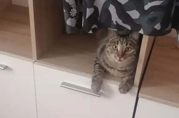 Потерянные животные Москва, фото: Пропала кошка, Нахимовский проспект, 63 к2, Москва