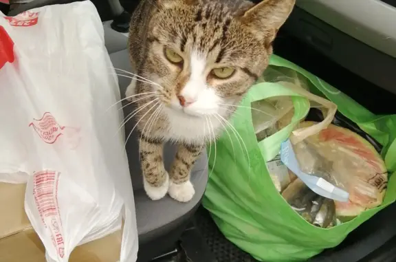 Кошки потеряшки, Москва, фото: Потеряшка кошка Кот Кузя, Красная площадь, 3, Москва